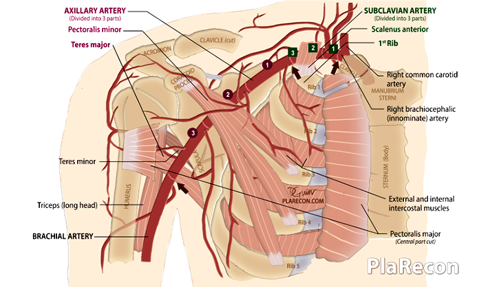 Axillary-artery-relations-anatomy-1