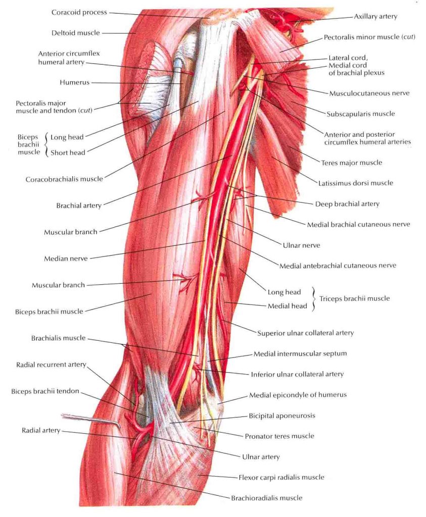 Brachial-artery-in-situ