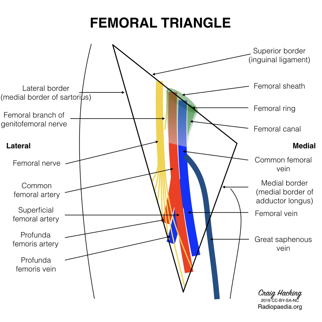Xi: Anatomy of the femoral vein – Jenny's Jam Jar