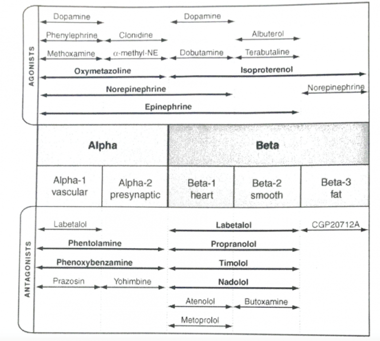 Adrenergic Receptor System Summary