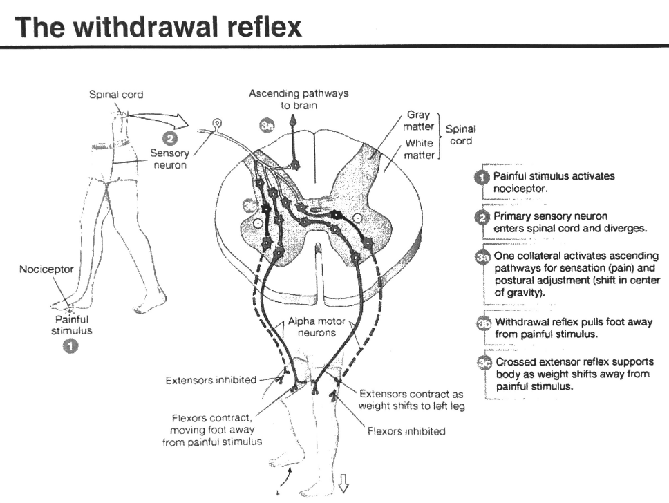 The withdrawal Reflex