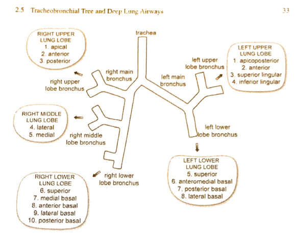 Tracheobronchial Tree and Deep Lung Airways