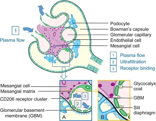 Bowman’s Capsule Epithelium