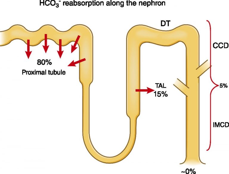 HCO3- Reabsorption