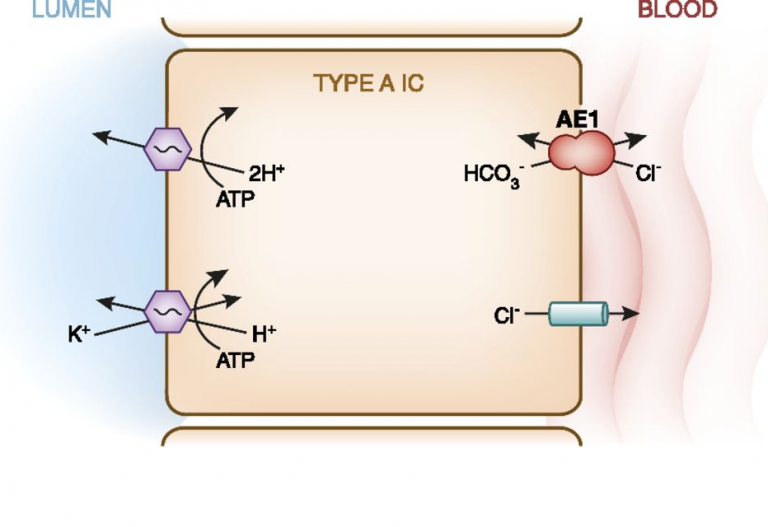 Type A Intercalated Cells