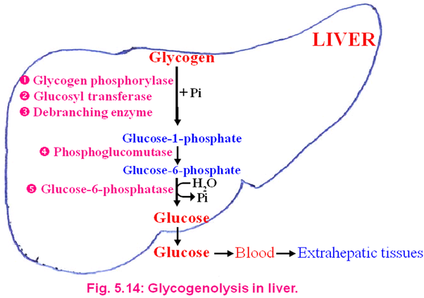 Glycogenolysis in Liver