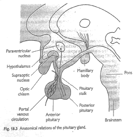Anatomical Relations of the Pituary Gland