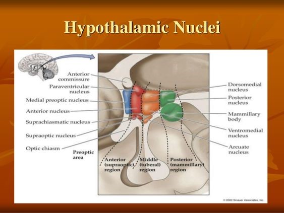 Hypothalamic Nuclei