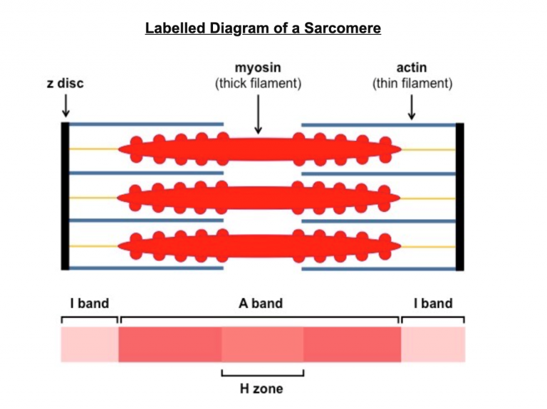 Labelled Diagram of a Sarcomere