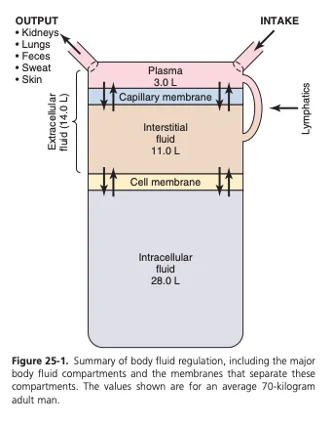 Body Fluids and Fluid Compartments